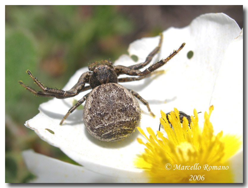 Un ragno sul fiore di cisto (femmina di Xisticus)